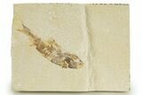 Bargain, Detailed Fossil Fish (Knightia) - Wyoming #340823-1